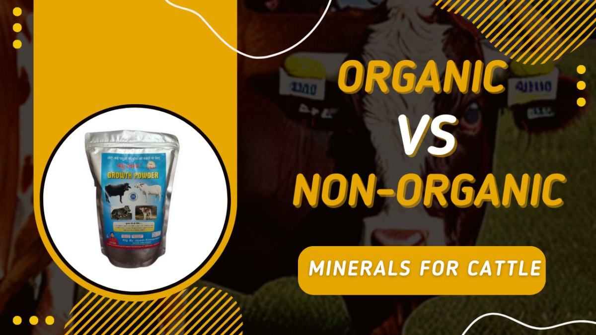 Organic vs. Non-Organic Minerals for Cattle