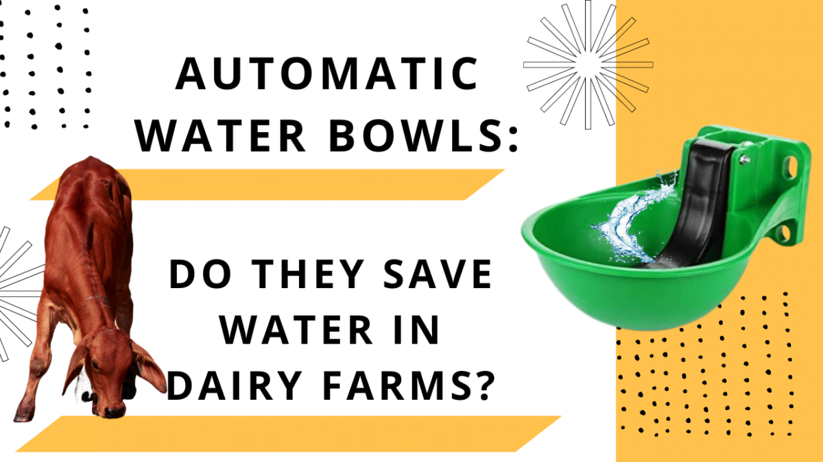 Automatic Water Bowls: Do They Save Water in Dairy Farms?