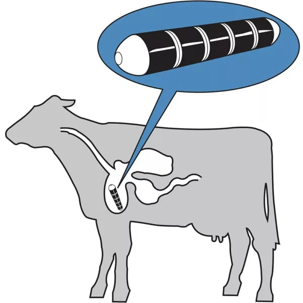 Cow Rumen Magnet