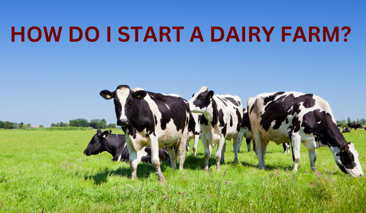 How do I start a dairy farm?
