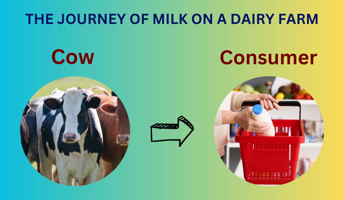 he Journey of Milk on a Dairy Farm