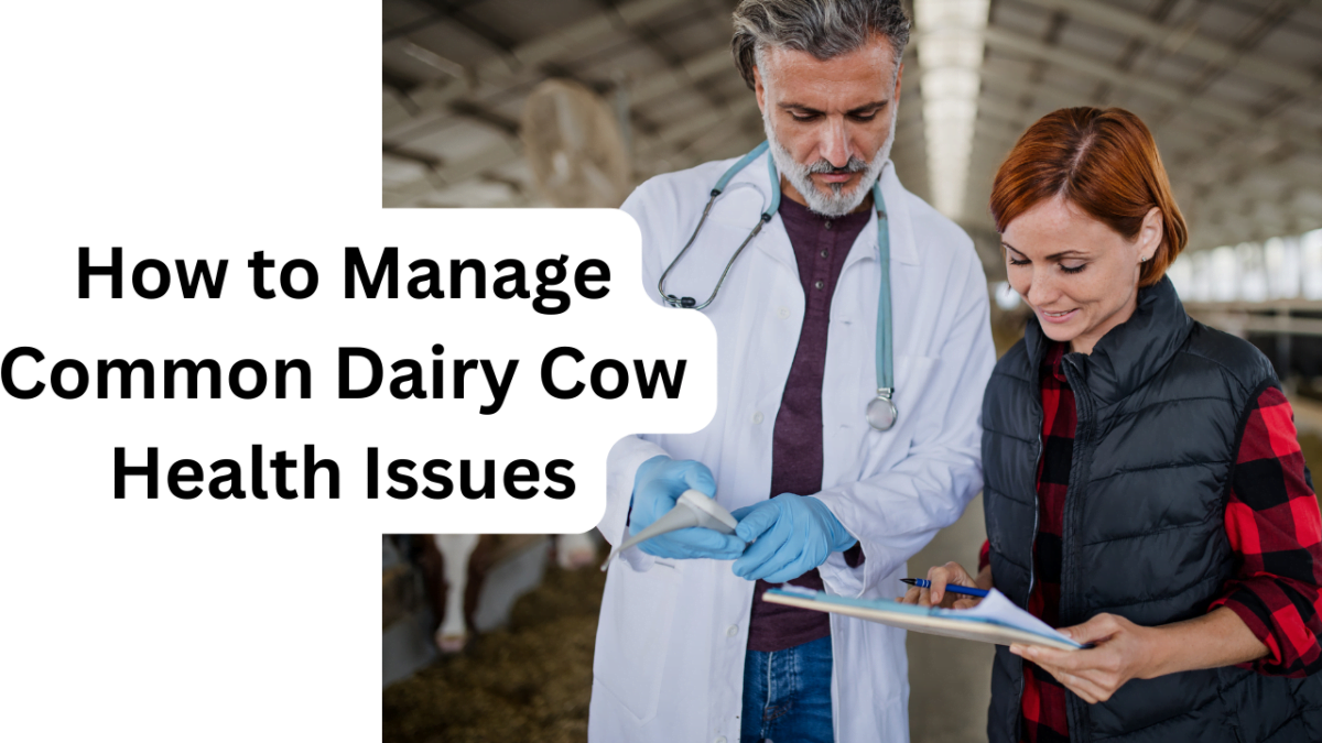 How to Manage Common Dairy Cow Health Issues